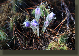 Peaks 7875 & 7623, Poudre Canyon