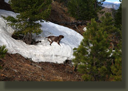 Peaks 7875 & 7623, Poudre Canyon