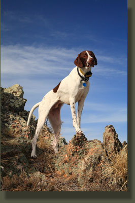 Peaks 7875 & 7623, Poudre Canyon