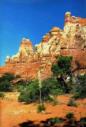 Yucca, Canyonlands