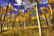 Colorado 10