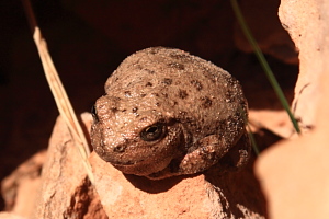 A plump canyon tree frog, sunning on rocks
