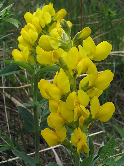 Yellow Pea (Thermopsis divaricarpa)