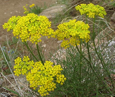 Whiskbroom Parsley (Harbouria trachypleura)