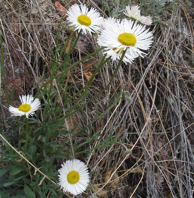 Fleabane (Erigeron)