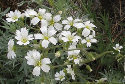 Mouse Ear Chickweed (Cerastium strictum)