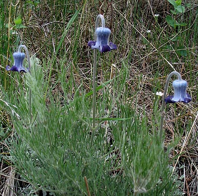 Sugarbowl Clematis (Clematis scottii)