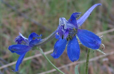 Larkspur (Delphinium)