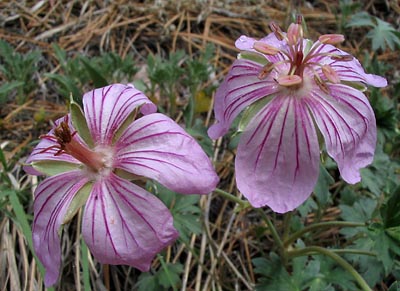 Wild Geranium (Geranium caespitosum)