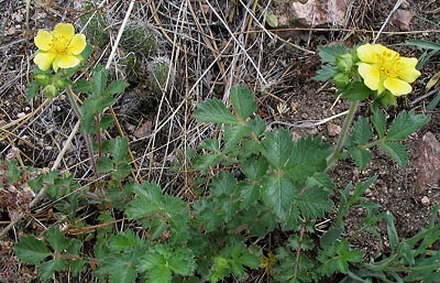 Leafy Cinquefoil  (Drymocallis fissa)