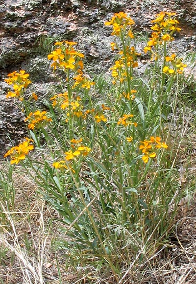 Wallflower (Erysimim capitatum)