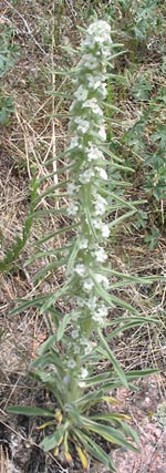 Miner's Candle (Oreocarya virgata)