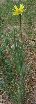 Yellow Salsify (Tragopogon dubious)