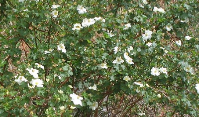 Boulder Raspberry (Oreobatus deliciosus)