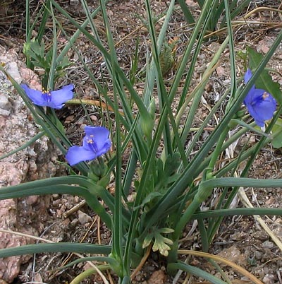 Camas