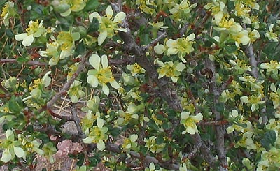 Blackbrush (Coleogyne ramosissima)