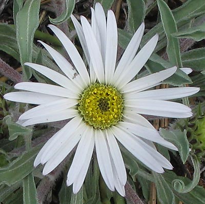 Grassleaf Mat Daisy (Hirpicium aermerioides)