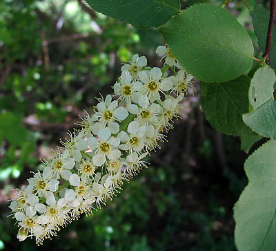 Chokecherry (Padus virginiana)