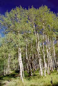 Beaver Creek, Comanche Peak Wilderness