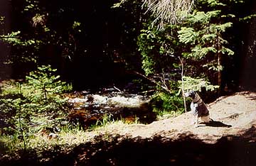 Frank rests on the trail, Beaver Creek, Comanche Peak Wilderness