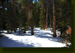 Trail around Bierstadt Lake