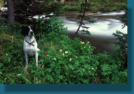 Frank chills out by the river the rain