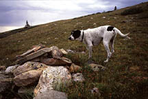 Frank stalks the unseen critter.
