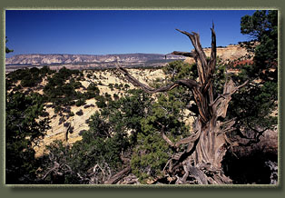 Bull Canyon, Colorado