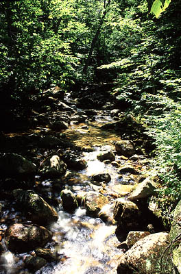 Along the trail to Mt Chocorua