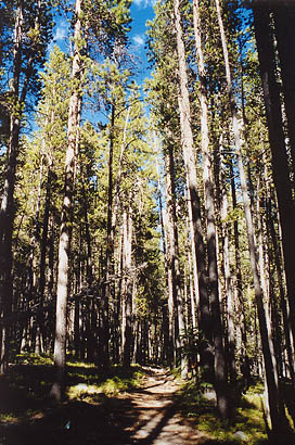 Camp Lakes Trail, Rawah Wilderness, Colorado