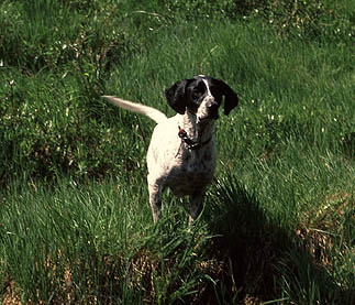 Frank waits for a stick to hit the water.