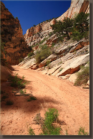 Upper Cottonwood Canyon