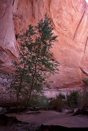 Coyote Gulch