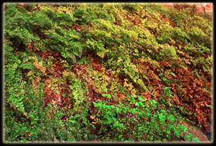 Maidenhair Fern patch in a seep in Coyote Gulch