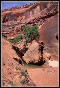 Coyote Gulch