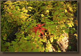 Fall color on Crosier Mt