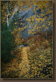 Aspen fall color on Crosier Mountain