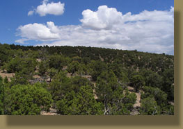 Pinyon-Juniper forest on the hike to the south rim