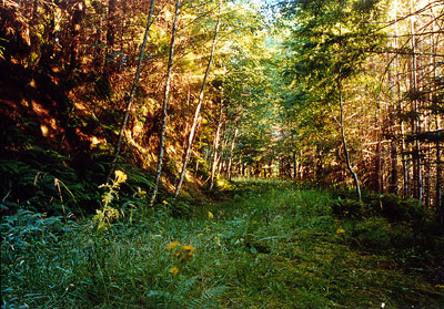 Cummins Creek Wilderness, Oregon