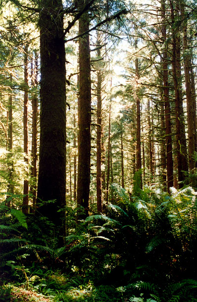 Cummins Creek Wilderness, Oregon