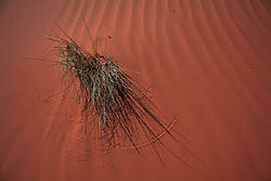 Grass in sand