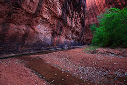 Neon Canyon