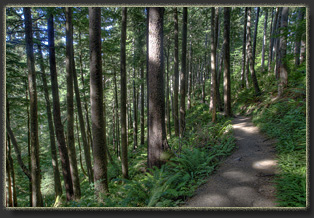 Hiking Falcon Cove in Oswald West State Park, OR
