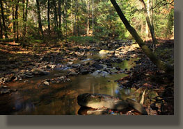 Fiery Gizzard Trail, Grundy Forest State Natural Area, TN