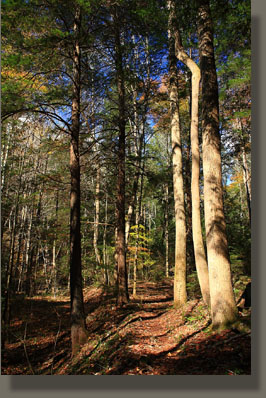 Fiery Gizzard Trail, Grundy Forest State Natural Area, TN