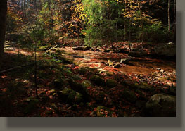 Fiery Gizzard Trail, Grundy Forest State Natural Area, TN