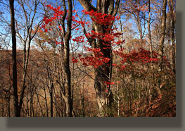 Fiery Gizzard Trail, Grundy Forest State Natural Area, TN