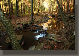 Fiery Gizzard Trail, Grundy Forest State Natural Area, TN