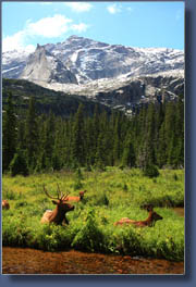 Elk along Glacier Creek, Glacier Gorge, Rocky Mountain National Park