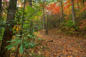 Gregory Bald hike, Great Smoky Mountains, NC